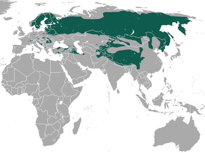Where the Eurasian lynx can be found.