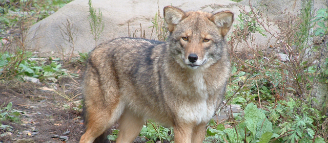 Coywolves